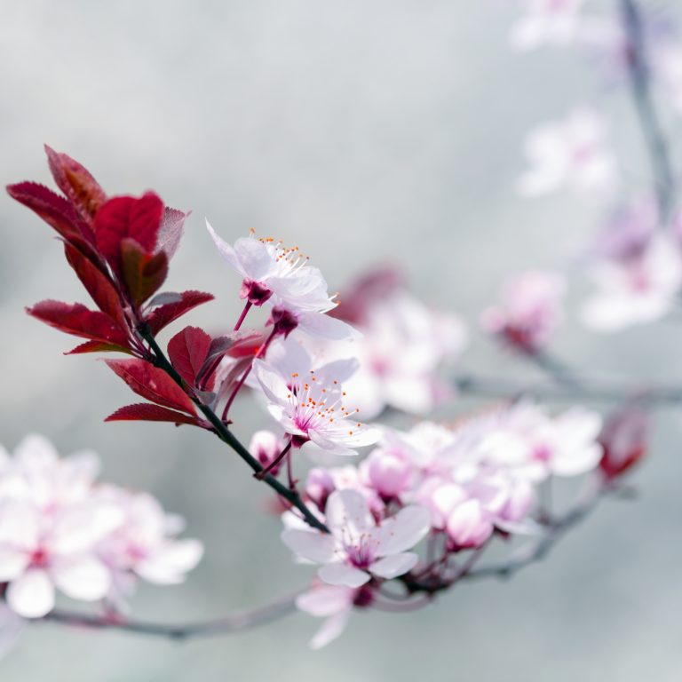 Shizuoka